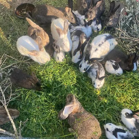 Shpiragu Village Experience * Berat