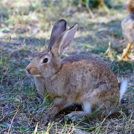 Shpiragu Village Experience 招待所 *
