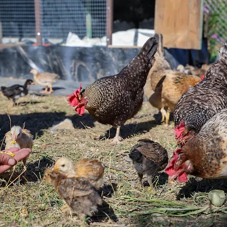 게스트하우스 Shpiragu Village Experience