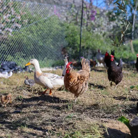 Shpiragu Village Experience *