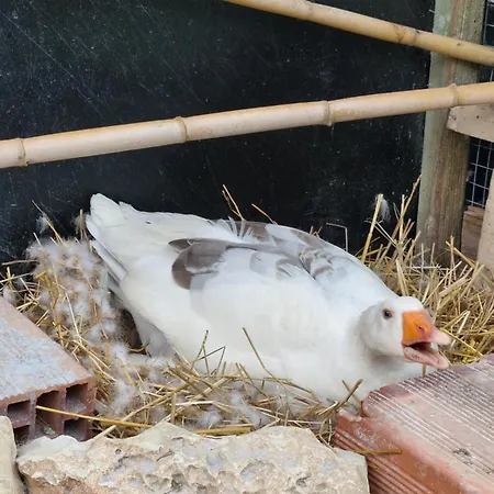 Shpiragu Village Experience *