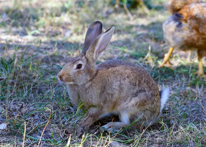 Shpiragu Village Experience Affittacamere *