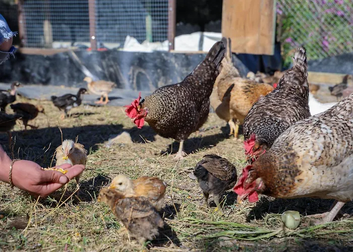 Guest house Shpiragu Village Experience