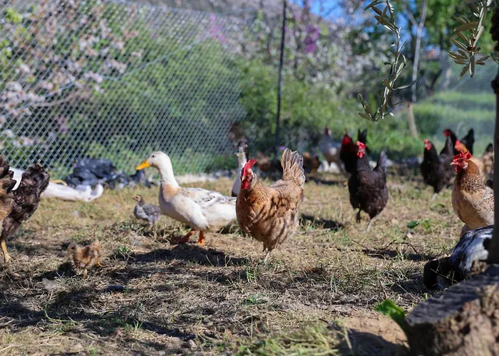 Shpiragu Village Experience *