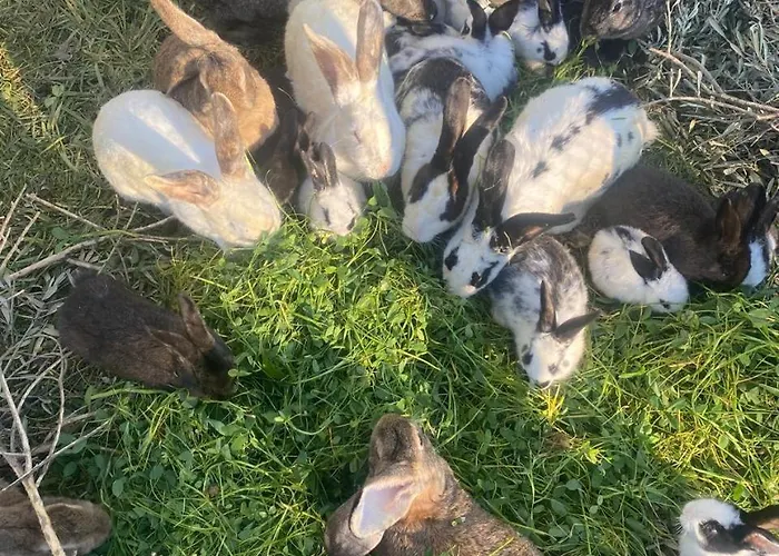 Shpiragu Village Experience * Berat