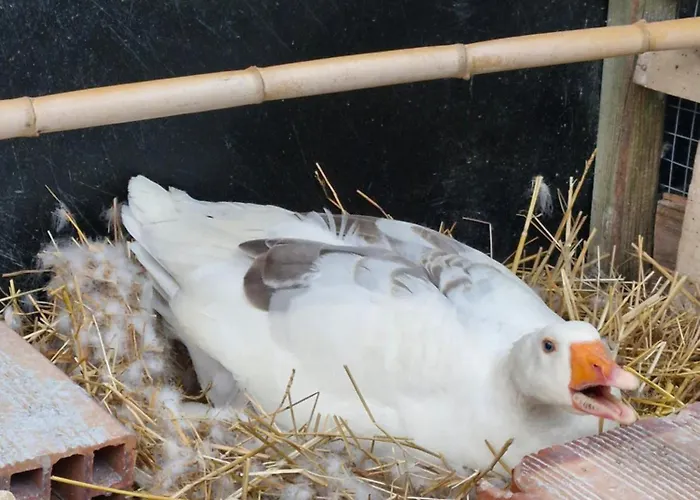 Shpiragu Village Experience *