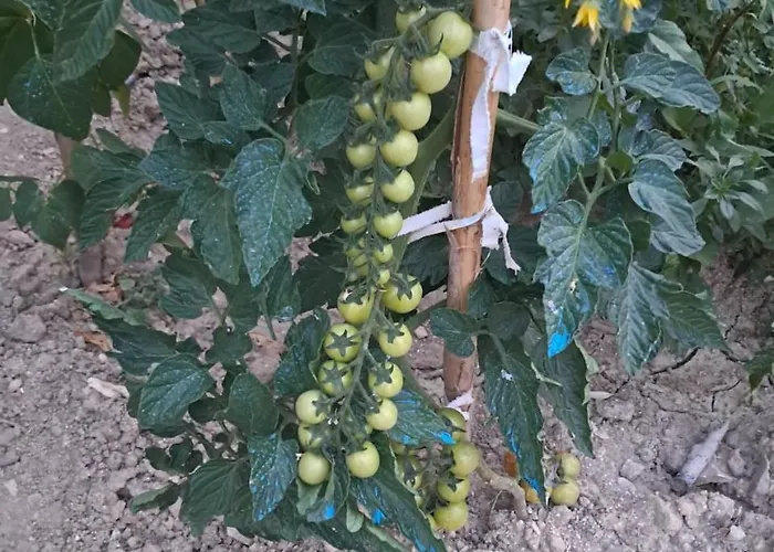 Shpiragu Village Experience Guest house