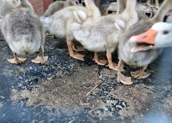 Affittacamere Shpiragu Village Experience Berat