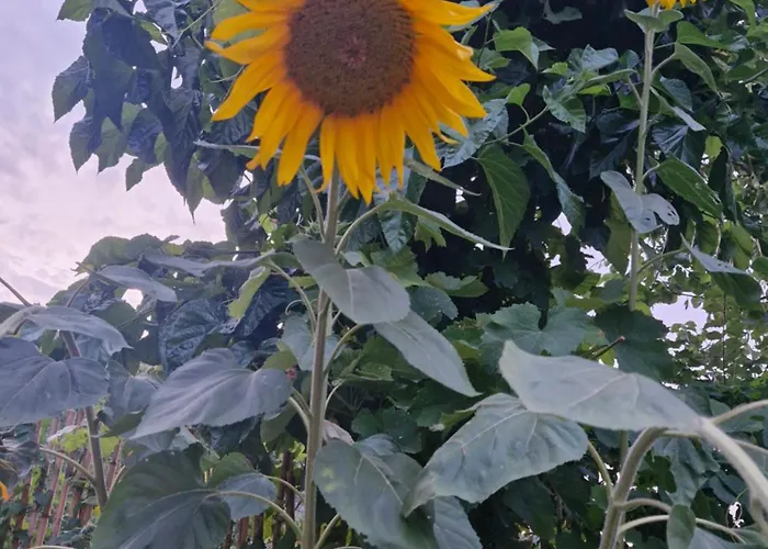 Shpiragu Village Experience *